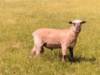 Қошқар, Shroshire sheep — 5-сурет