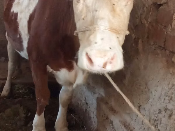 Kuh, Montbéliarde