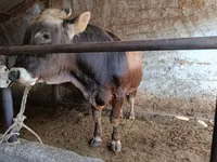 公牛, Cattle — 照片 1