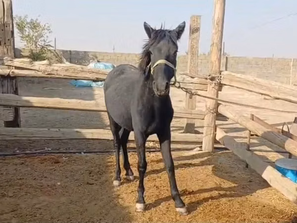 Aygʻir, Kazakh horse