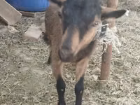 母山羊, Alpine goat — 照片 2