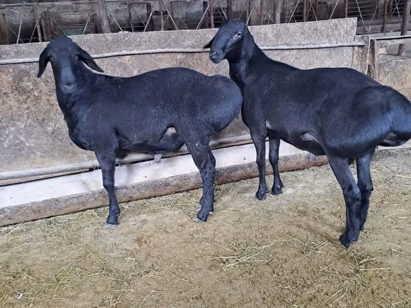 كبش, Hissar sheep — كازاخستان