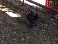 Chickens — Foto 2