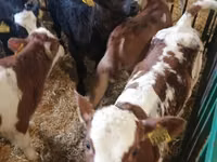 أبقار (دفعة، الجنس غير محدد), Russian Black pied cattle — الصورة 5