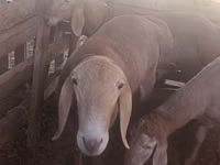 كبش, Arashan sheep — الصورة 2