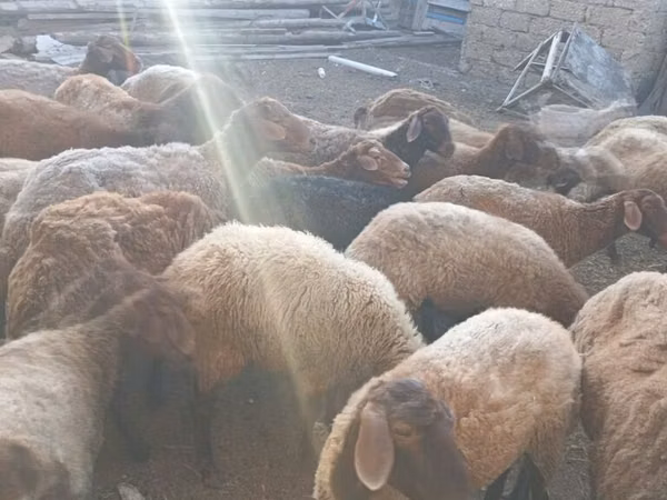 绵羊（批次，未指定性别）, Sheep