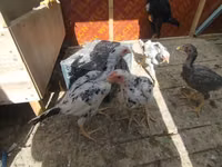Chickens — फ़ोटो 8