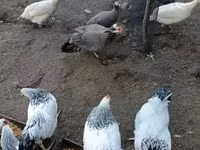 Guinea fowl — Foto 1