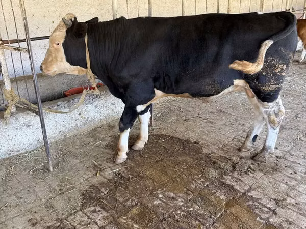 Bulle, Russian Black pied cattle