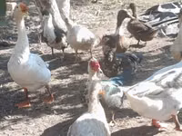Geese — Foto 4