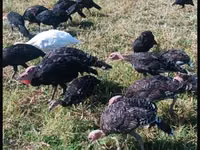 Turkeys — Foto 2