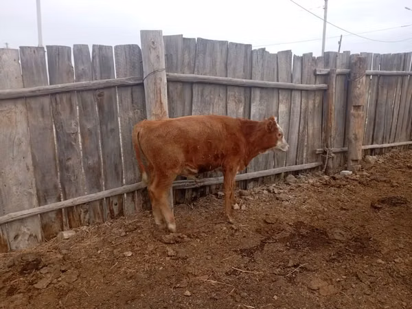 Bovinos (lote, sexo no especificado), Ganado vacuno