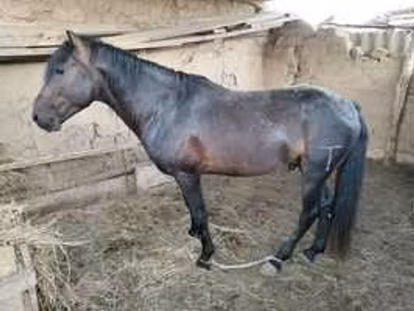 Hengst, Pferde — Kasachstan