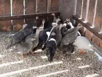 Guinea fowl — Foto 3
