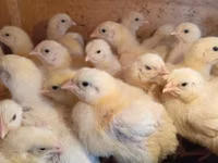 Chickens — फ़ोटो 2