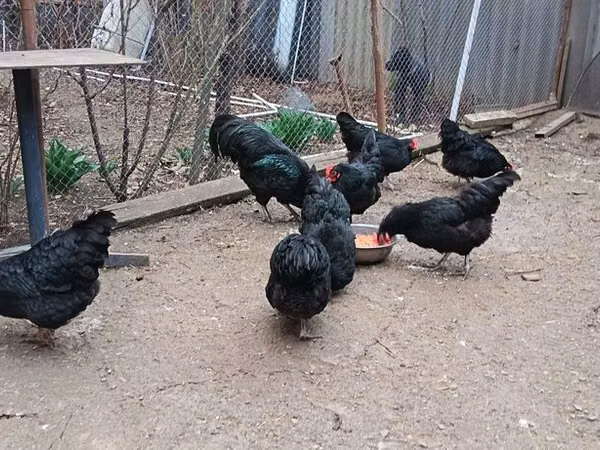 Australorp