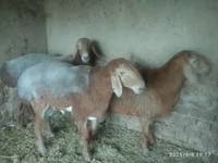 Schaf, Edilbay sheep — Foto 7