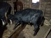 Bulle, Simmental cattle — Foto 6