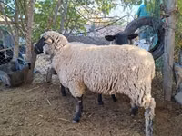 Oveja, Ovejas — foto 1