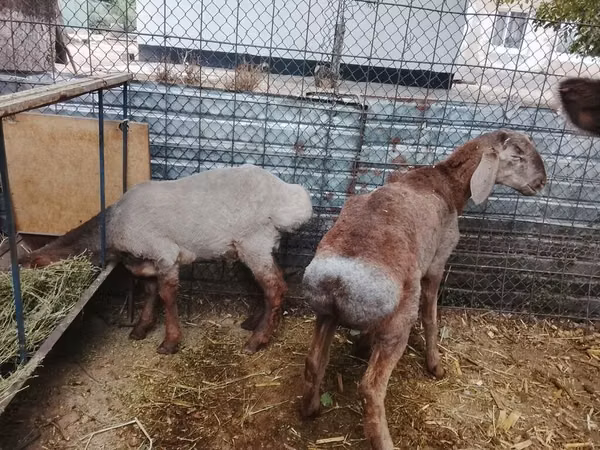 نعجة, الأغنام — قيرغيزستان