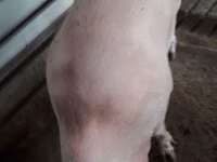 Sow, Pigs — photo 1