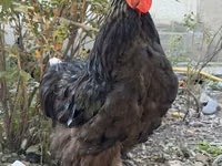 Brahma — Foto 3
