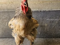 Brahma — Foto 3