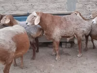 Qoʻchqor, Edilbay sheep — 4-rasm