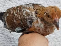 Chickens — foto 6