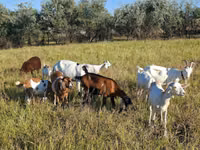 Ziege, Nubian Goat — Foto 1