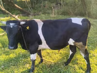 公牛, Russian Black pied cattle — 照片 3