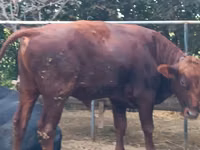 公牛, Russian Black pied cattle — 照片 2