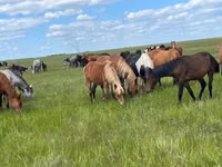 Stute, Kazakh horse — Foto 1