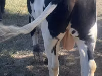 公牛, Russian Black pied cattle — 照片 3