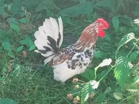 Japanisches Bantam — Foto 3