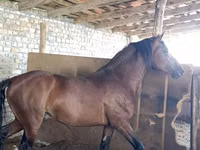 Hengst, Thoroughbred horse — Foto 1