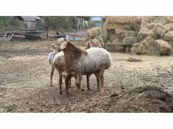 Carnero, Rhon sheep