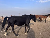 Mare, Russian Don — photo 3