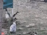 Indian Runner — foto 3
