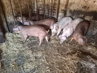 Säue, Schweine — Foto 2