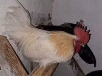 Chickens — الصورة 6