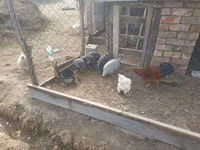 Guinea fowl — Foto 3