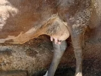 母牛, Cattle — 照片 1