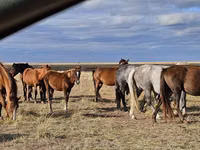 Yegua, Horse breed — foto 3