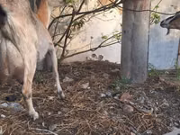 Cabra, Alpine goat — foto 1