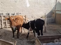 Vaca, Ganado vacuno — foto 3