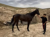 Stute, Thoroughbred horse — Foto 2