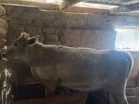 Kuh, Simmental cattle — Foto 2