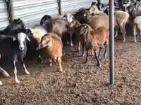 Widder, Adal sheep — Foto 3