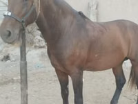 Hengst, Kyrgyz Horse — Foto 1